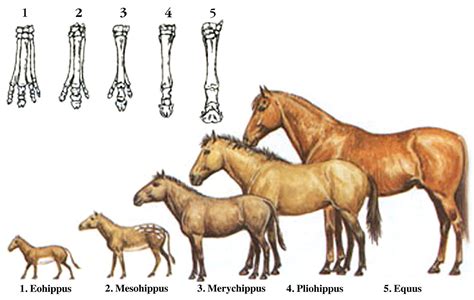 earliest ancestor of horses.